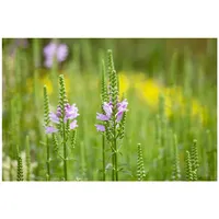 Pflanzen Für Dich Physostegia virginiana 'Bouquet Rose', p 0,5
