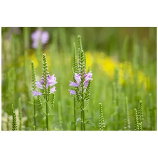 Pflanzen Für Dich Physostegia virginiana 'Bouquet Rose', rosa, ca. 9x9 cm Topf
