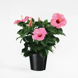 Plant in a Box - Chinesischer Roseneibisch - Hibiscus rosa-sinensis - Rosa - H40-50cm - Topf 17cm