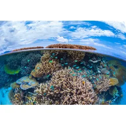 Fototapete PAPERMOON "Photo-Art BARATHIEU GABRIEL, SPLIT-LEVEL VON MAYOTTE REEF", bunt, B:4,00m L:2,60m, Vlies, Tapeten
