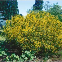 Pflanzen Für Dich Cytisus sessilifolius, 20-30 cm
