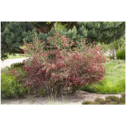 Cytisus scoparius 'Boskoop Ruby', Besenginster, rubinrot, 40–60 cm