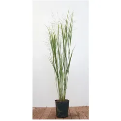 Panicum virgatum 'Northwind', Rutenhirse, aufrecht, 3-5 Liter Container