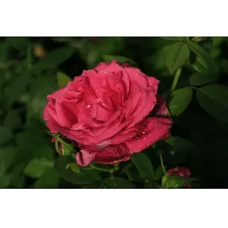 Edelrose  (Rosa 'Harald Wohlfahrt', Dunkelrot)