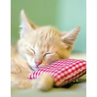 Tushita Kitten: