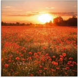 Artland Glasbild »Mohnblumenfeld bei Sonnenuntergang«, Blumen, (1 St.), rot