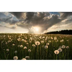 Fototapete PAPERMOON "Photo-Art CHRISTIAN LINDSTEN, GLÜHBIRNE", bunt, B:4,00m L:2,60m, Vlies, Tapeten