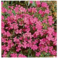 Pflanzen Für Dich Dianthus deltoides 'Leuchtfunk', Heidenelke, leuchtend rot,