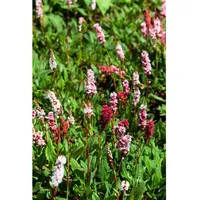 Pflanzen Für Dich Bistorta affinis 'Kabouter' Teppichknöterich, rosa Blüten,