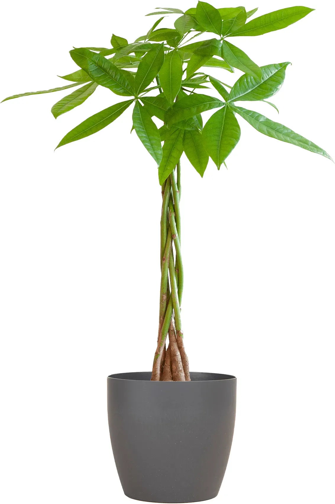 Everspring Zimmerpflanze mit Bio-Topf, 80 cm – Pachira Aquatica (Geldbaum) in Viber Grau | e-Flora