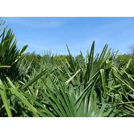 grünwaren XXL Palme winterhart 180 - 190 cm Trachycarpus fortunei, Hanfpalme,