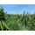 grünwaren XXL Palme winterhart 180 - 190 cm Trachycarpus fortunei, Hanfpalme,