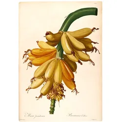 Bild KOMAR "Plantains", grün (farbe bild(er): grün, gelb), B:50cm H:70cm, Papier, Holz, Bilder, Wandbild zur Dekoration - ohne Rahmen