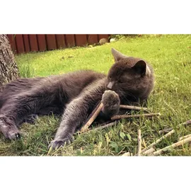 Aumüller Katzensticks, 10er Set - Zahnpflege für Katzen