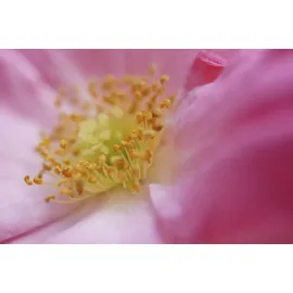 Sony 30 mm F3,5 Makro (SEL30M35)