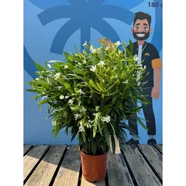 sunny-tree Sunny Tree - Pflanze - Oleander - Nerium Oleander - Farbe Weiß 100-120 cm - für draußen Immergrün im Winter Mediterrane Pflanze