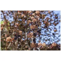 Pflanzen Für Dich Physocarpus opulifolius, Blasenspiere, 60–100 cm