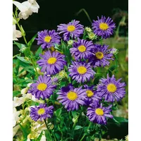 Pflanzen Für Dich Aster x frikartii 'Jungfrau' p 0,5