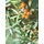 Rausch Styling Mousse Schaumfestiger 150 ml