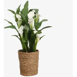 Plant in a Box - Calla 'Ruby' - Zantedeschia - Weiß - Höhe 30-40cm - Topf 12cm