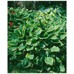 Hosta sieboldiana 'Frances Williams', Blaublatt-Funkie, 3-5 Liter Container