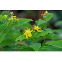 Pflanzen Für Dich Hypericum perforatum Johanniskraut, ca. 9x9 cm
