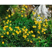 Pflanzen Für Dich Potentilla argentea, Fingerkraut, silbrig, ca. 9x9