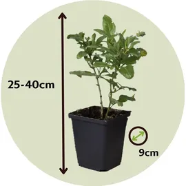 Plant in a Box - Plumbago auriculata - Höhe 25-40cm