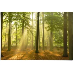 Poster REINDERS "Erleuchteter Wald", grün (farbe bild(er): grün), B:91,5cm H:61cm, Papier, Bilder