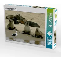 Calvendo Seehunde auf der Sandbank 1000 Teile Lege-Größe 64