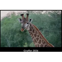 Vero Kalender Giraffen 2026 Fotokalender DIN A3 von Tobias