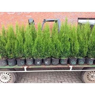 Edel Thuja Smaragd, Lebensbaum Heckenpflanze im Topf gewachsen 80-100cm