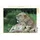 Calvendo Puzzle Löwen – Mutterglück 1000 Teile Lege-Größe 64 x 48 cm Foto-Puzzle Bild von Michael Herzog