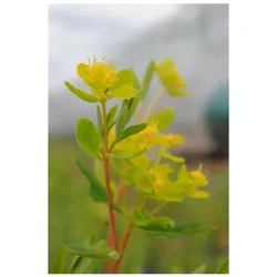 Euphorbia palustris, Sumpf-Wolfsmilch, ca. 9x9 cm Topf