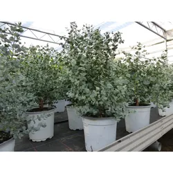XL Eucalyptus Gunni Gunnii Busch Eukalyptusbaum 35 - 50 cm, Pflanze winterhart