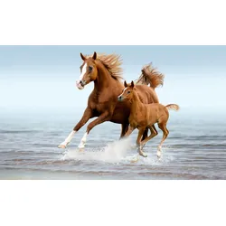 Fototapete PAPERMOON "PFERDE IM GALOPP-ARABISCHE STUTE MIT FOHLEN TIER STRAND", bunt, B:2,50m L:1,86m, Vlies, Tapeten