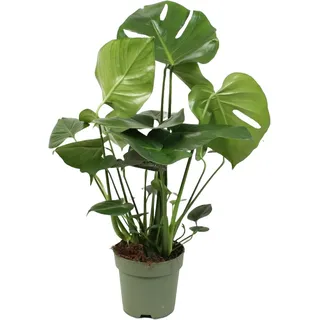Happy Plants Monstera Deliciosa fensterblatt/lochpflanze 70 cm hoch, 17Ø - Zimmerpflanzen Groß - Luftreinigende Pflanzen - Frisch aus der Gärtnerei (ohne Topf, 70 cm)