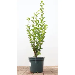 Ligustrum ovalifolium, Ovalblättriger Liguster, 60–80 cm