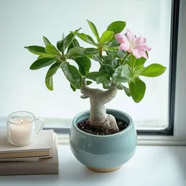 Plant in a Box - Adenium obesum Höhe 25-40cm