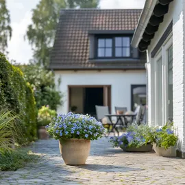 Plant in a Box - Plumbago auriculata - Höhe 25-40cm