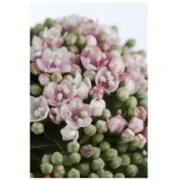 Pflanzen Für Dich Viburnum tinus 'Eve Price', Lorbeer-Schneeball, immergrün,
