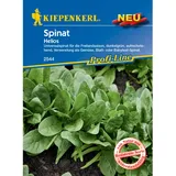 Kiepenkerl Profi-Line Spinat Helios F1-Hybride