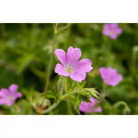 Pflanzen Für Dich Staude Geranium oxonianum Rose Clair, 1 St., Storchschnabel rosa