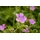 Pflanzen Für Dich Staude Geranium oxonianum Rose Clair, 1 St., Storchschnabel rosa
