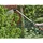 Siena Garden WW2750 M03260 Gießbrause