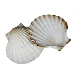 Percussion Muscheln As Cuncha Klein 10 cm