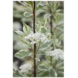 Cornus alba 'Elegantissima', Weißer Hartriegel, 100–125 cm