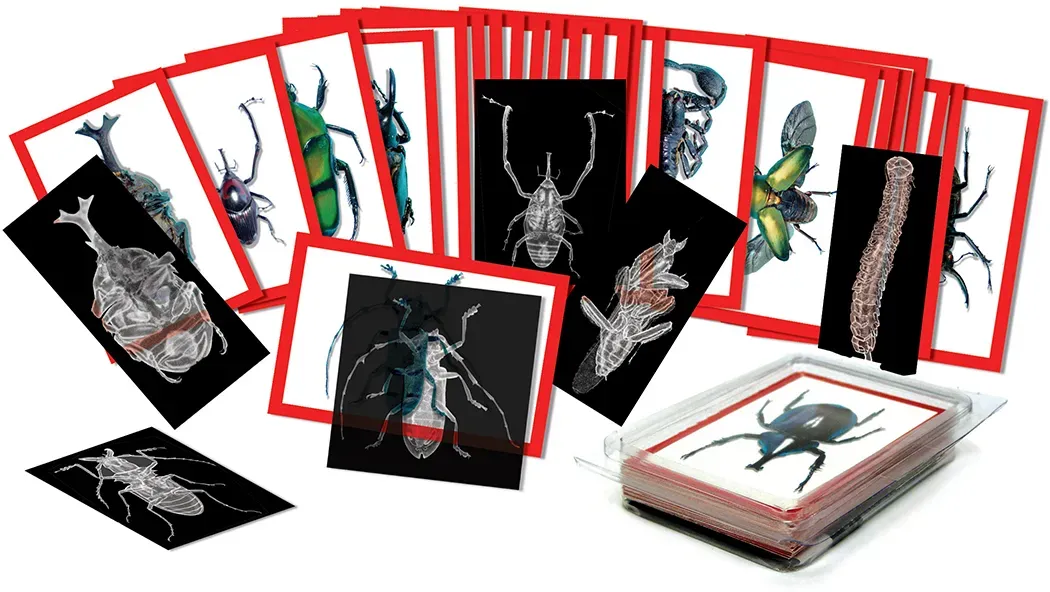 Insekten-Röntgenaufnahmen Set 36 Stück 10x15 cm, transparent, Kunststoff - Roylco - Für Biologieunterricht, Kinder 4-10 Jahre