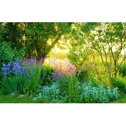 Fototapete PAPERMOON "GARTEN-BLUMEN BÄUME PFLANZEN PARK STEINE BLÜTEN WALD", bunt, B:3,00m L:2,23m, Vlies, Tapeten