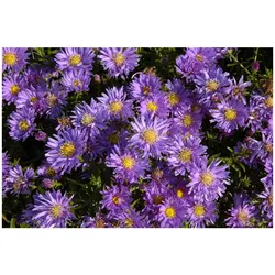 Aster dumosus 'Blaue Lagune', Kissen-Aster, blau, ca. 9x9 cm Topf